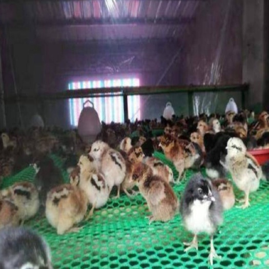 南宁 斗鸡苗 土斗鸡苗 高脚土鸡苗 包疫苗 包路损