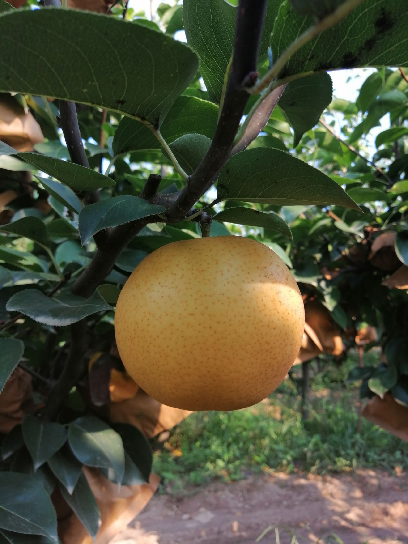  优质晚秋黄梨大量上市，货源充足！
价位0.9～1.5元