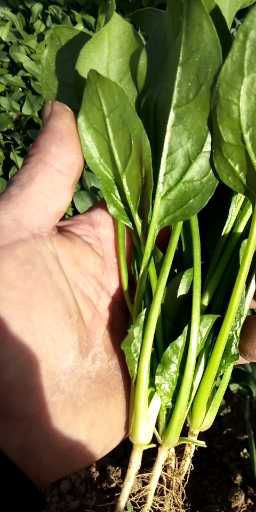 小叶菠菜，越冬菠菜，泡沫箱菠菜，规格齐全，包装齐全！代发全国
