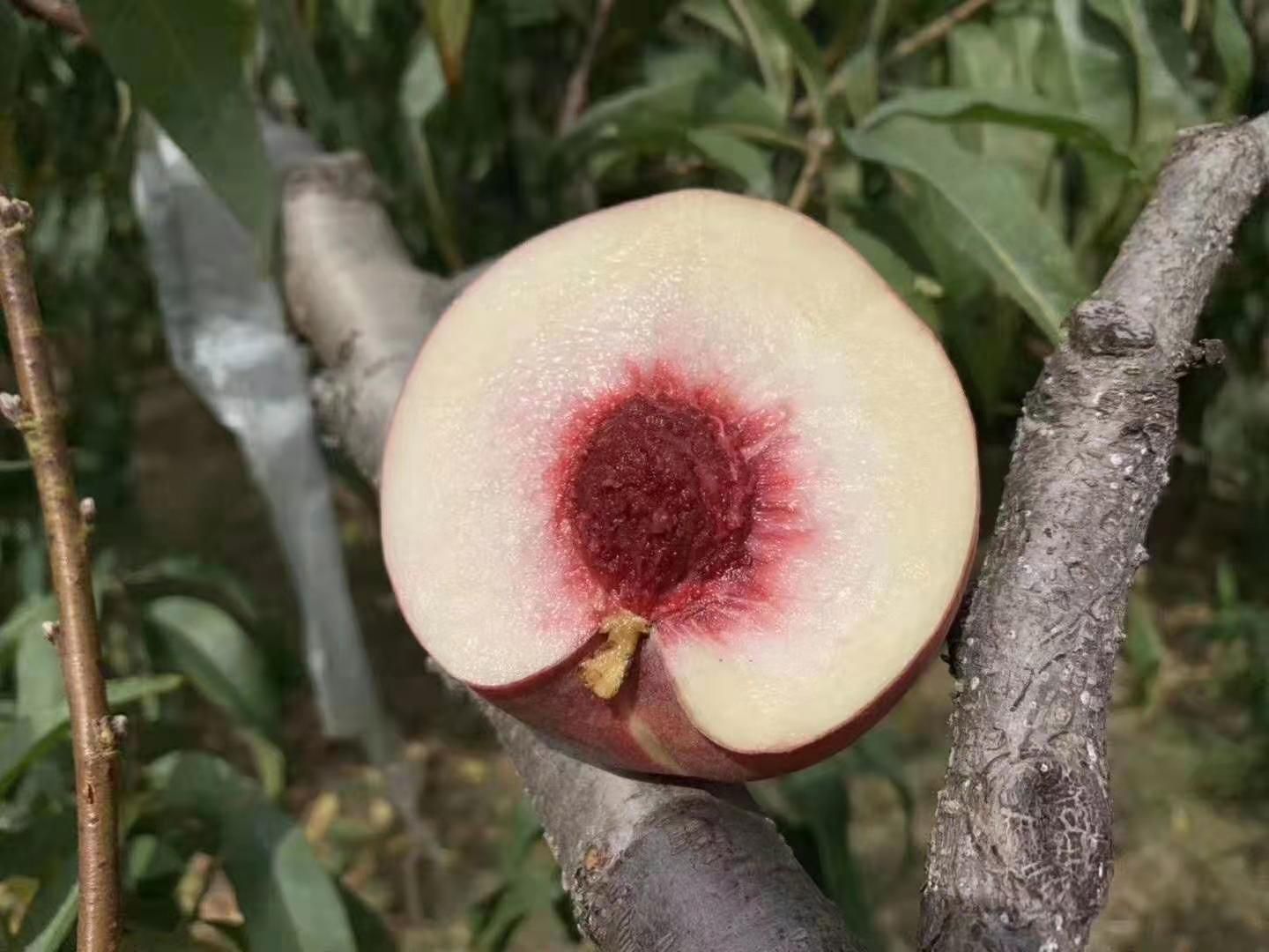  沂蒙山脆甜冬桃 深秋的甜蜜