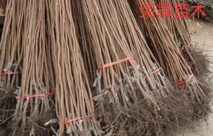 火晶柿子苗 火晶柿子树苗.根系好苗壮好栽易活现挖发货包成活死苗补发