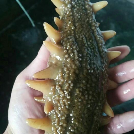 长海县大连海参