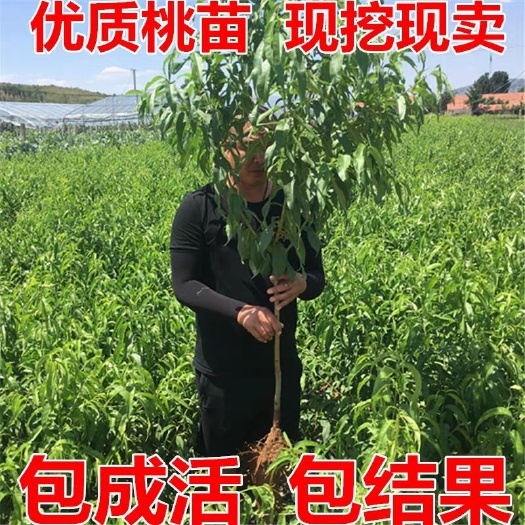 平邑县 桃树苗，现挖现卖，量大从优，包邮包成活