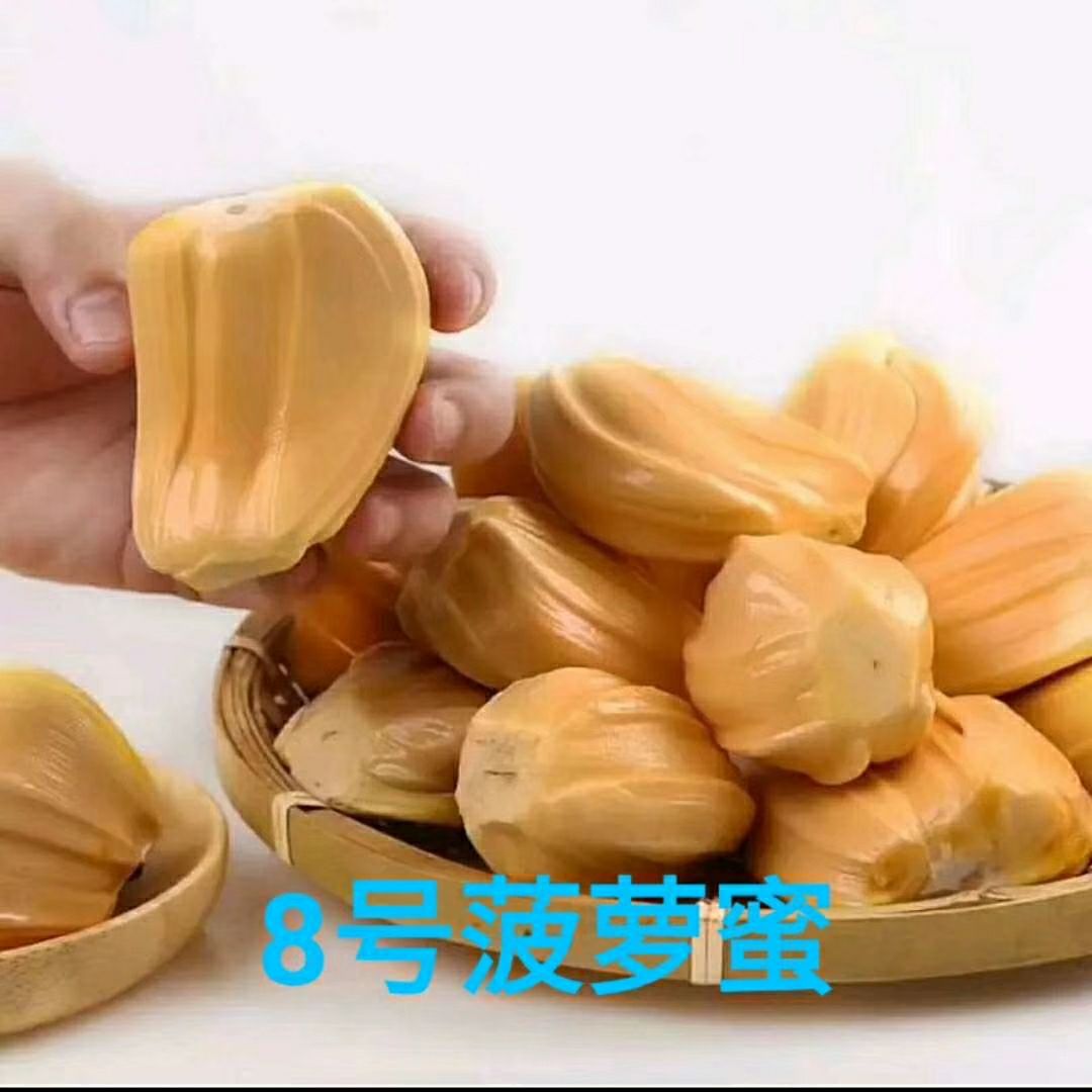 红肉菠萝蜜苗 泰国8号菠萝蜜