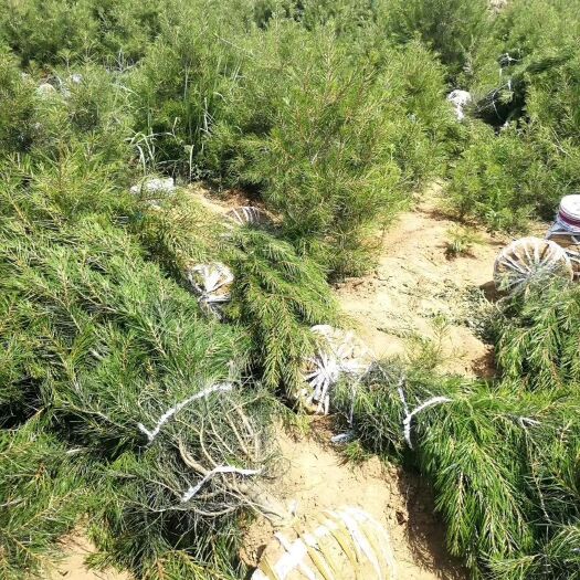 绛县 白皮松，各种规格白皮松，精品白皮松，占地白皮松