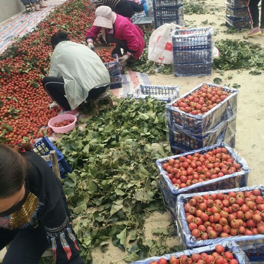 绛县 大金星山楂果大量成熟