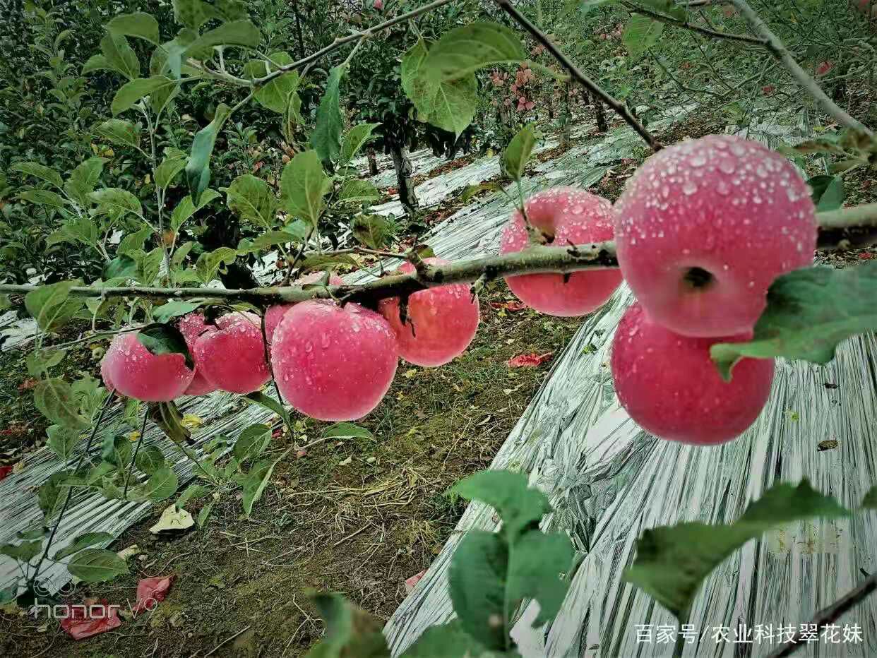  天然绿色苹果