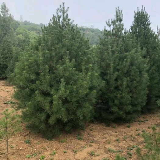 蓝田县 自家苗圃，白皮松