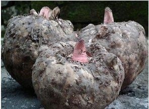 永胜县 商品魔芋，欢迎采购！