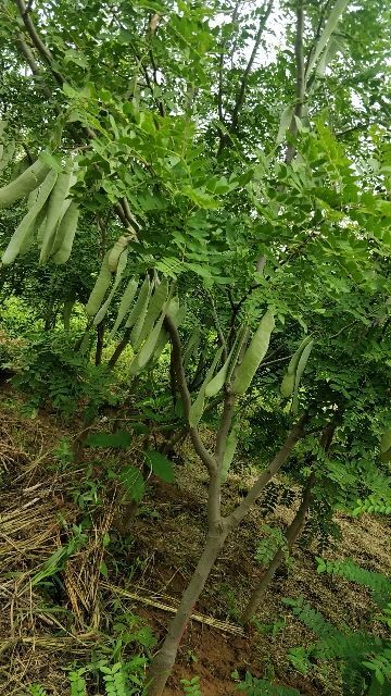 单县大刺皂角树 嫁接新品种皂角两年结角