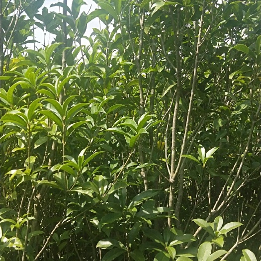 兴义市黄金桂花树 老品种金桂花苗