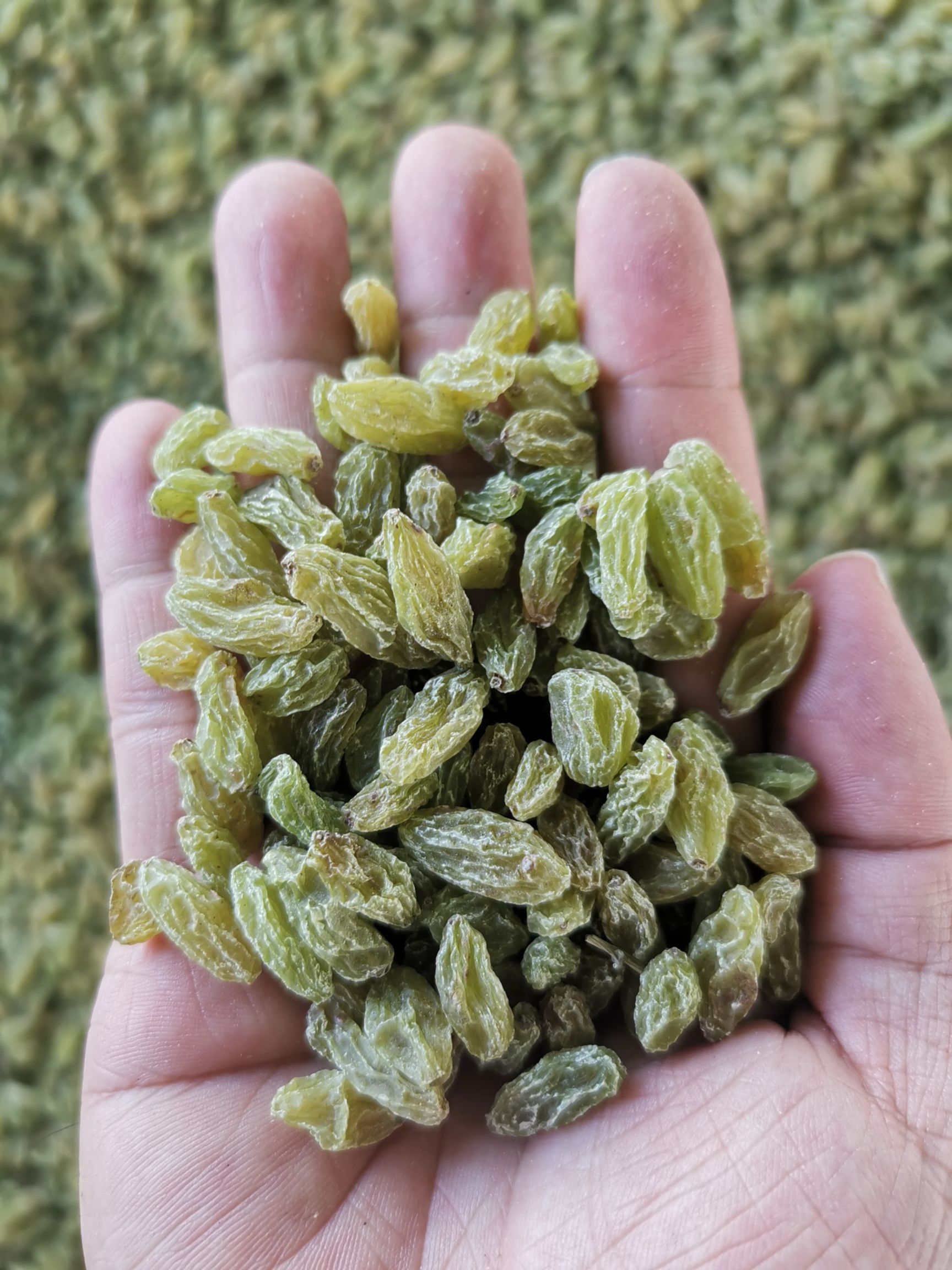  无核白绿葡萄干一等品，全绿，中等颗粒