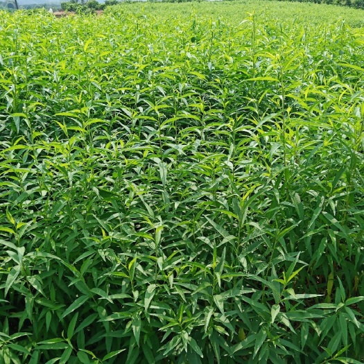 阳朔县毛桃苗 毛桃砧木 0.5以上毛桃苗 可嫁接毛桃苗
