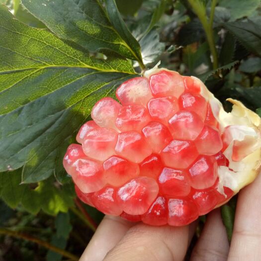 蒙自市 云南蒙自绿仔甜石榴
