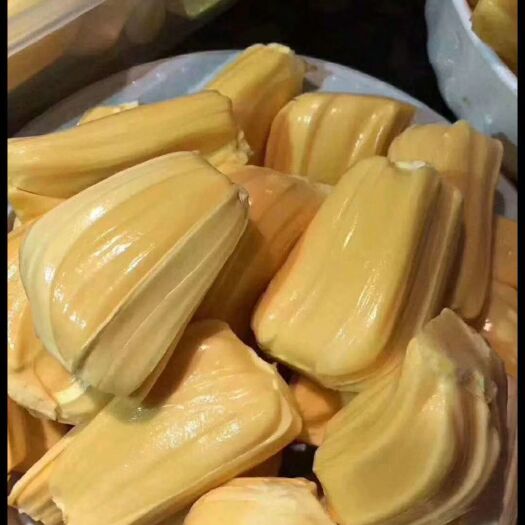 灵山县红肉菠萝蜜苗 泰国8号菠萝蜜