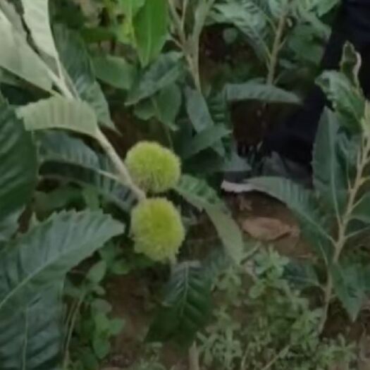 泰安 板栗树苗
