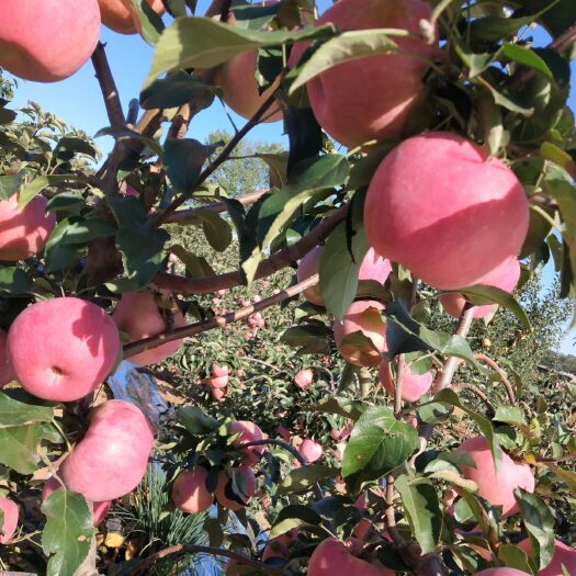 绥中县 寒富苹果装箱1.5万斤远嫁承德