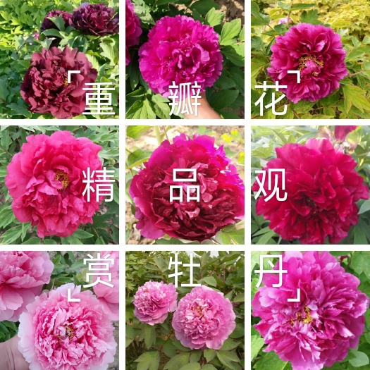 菏泽红宝石牡丹  【爆款推荐】精品观赏牡丹，保品种，保成活保证质量 现要现挖