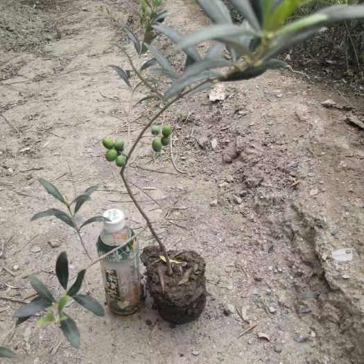 两当县油橄榄苗 油橄榄树苗 有需要种植的朋友说一下