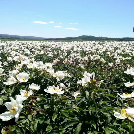 白山中药材赤芍 东北赤芍现挖现起八百亩价格10.5一公斤鲜货