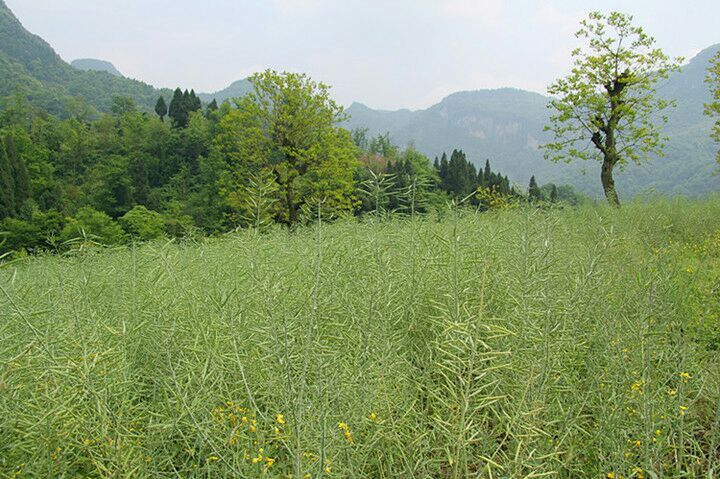 鹤峰县 农家自产天然菜籽油