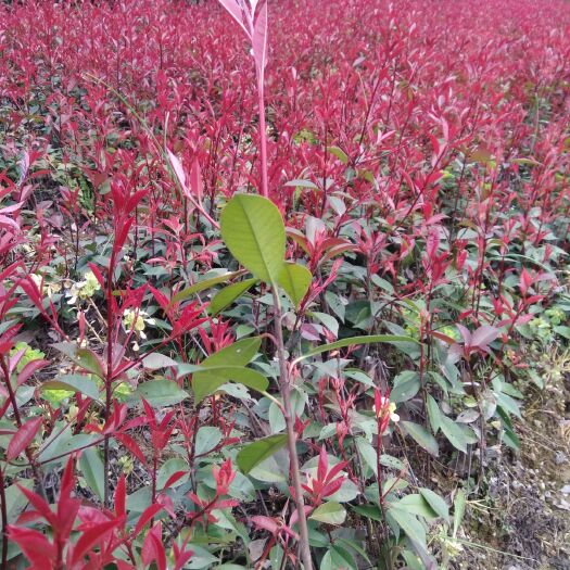 咸宁红叶石楠庭院花园阳台行道征地正宗红罗宾园林绿化