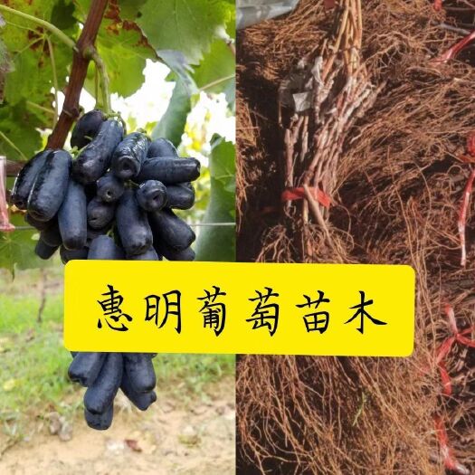 兴城市蓝宝石葡萄苗 火爆品种  甜蜜蓝宝石的嫁接苗木，种葡萄选种苗的