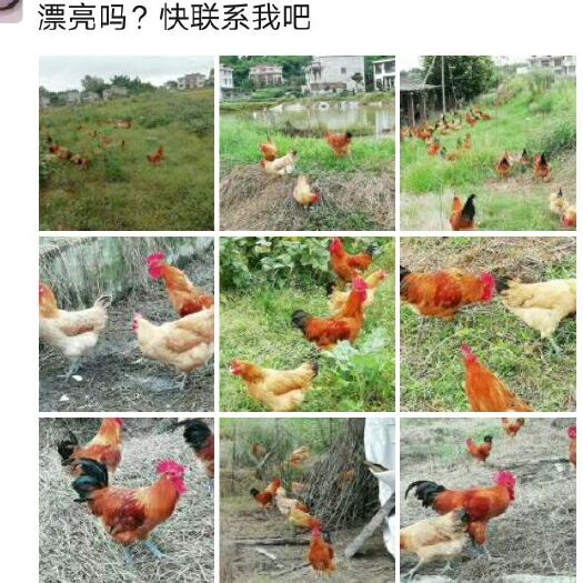 富顺县土鸡蛋 生态散养老母鸡大公鸡