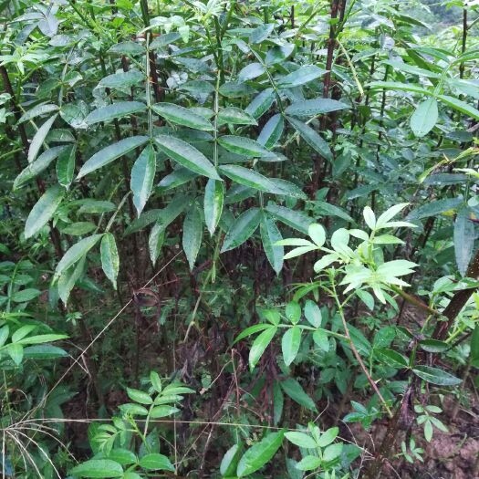 重庆市九叶青花椒苗 九叶青地苗、杯苗、奶苗