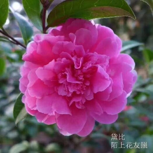 漳平市名贵品种茶花：黛比 茶花苗原盆原土产地发货快递包邮