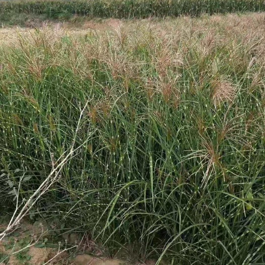 顺平县 斑叶芒细叶芒