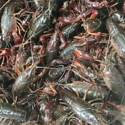 潜江市潜江美味鲜活小龙虾 456中青