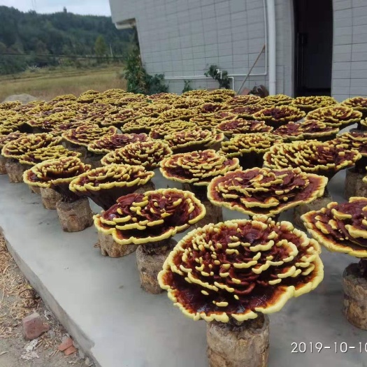 靖州县观赏灵芝