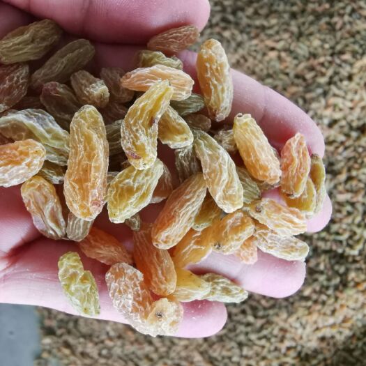 吐鲁番 精品特级树上黄无核白葡萄干