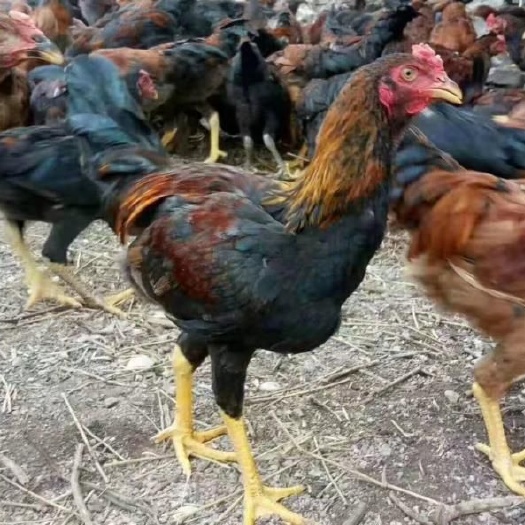 昆明 鸡苗改良斗鸡苗  全国发货包邮，量大价优一手厂家，技术指导