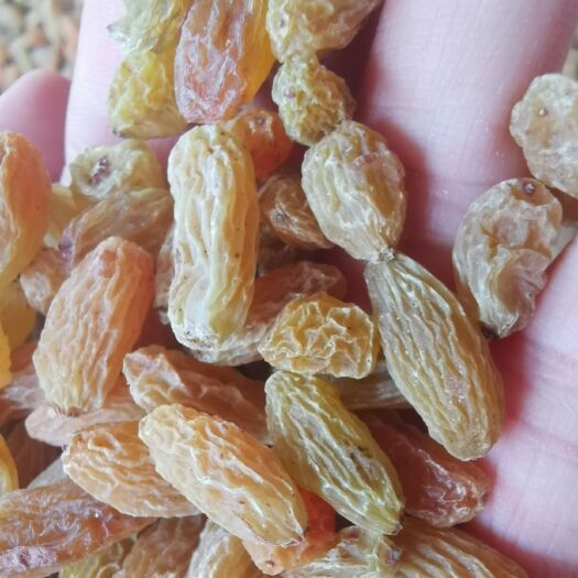 吐鲁番 新疆特产无核白葡萄干一级