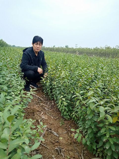 绛县钙果苗 0.5米以下