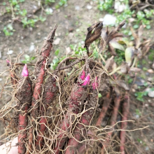宕昌县赤芍种苗 赤芍苗 川赤芍苗