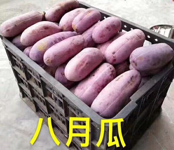 蒙自市红棕八月瓜 120-130g 种植