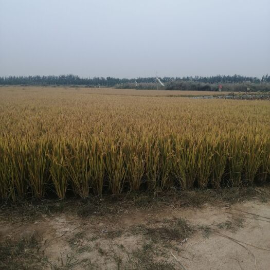 东营旱地 黄河岸边大量土地流转出租