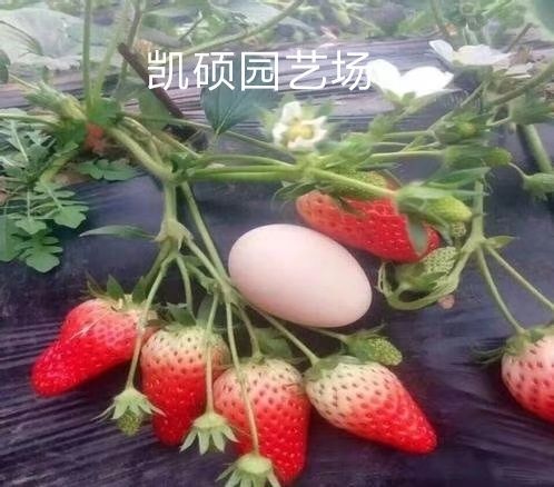 泰安 大量供应草莓苗甜宝，甜查理法兰地草莓苗