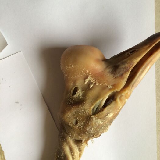 六安 皖西腊鹅
