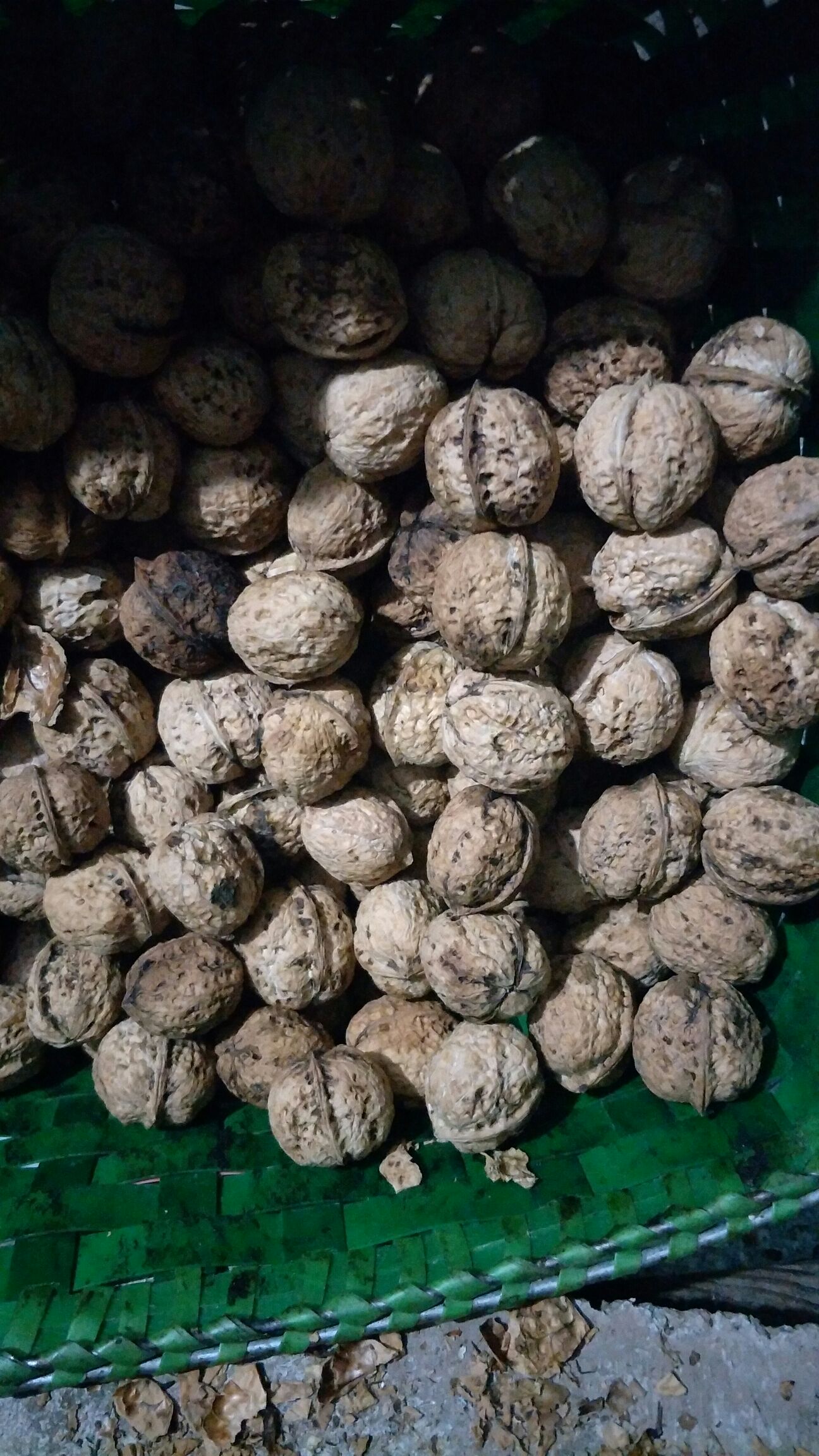  云南纸皮核桃。