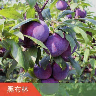 平邑县 嫁接李子树苗，基地直销，现挖现发，成活率高