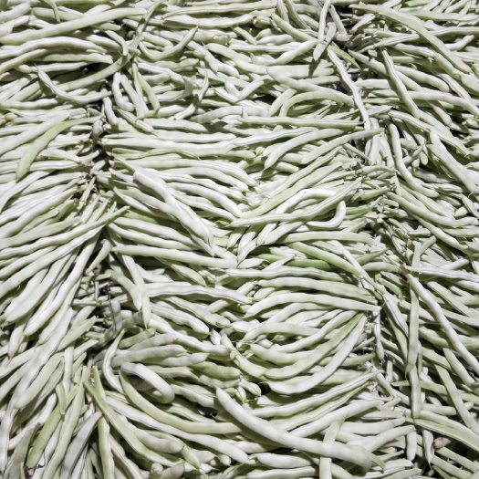 北镇市白条豆角 刚下来的 质量没问题