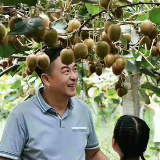 周至县猕猴桃托