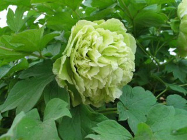 精品金阁牡丹，保品种，保成活 ，保证质量，现要现挖