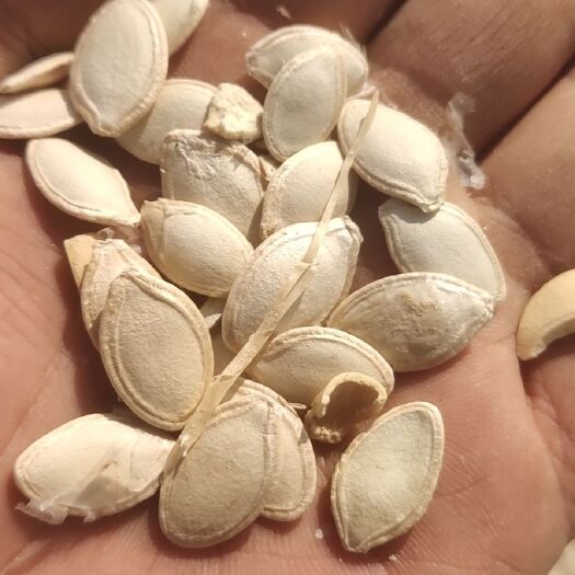 阜康市西葫芦籽 葫芦籽已出货
