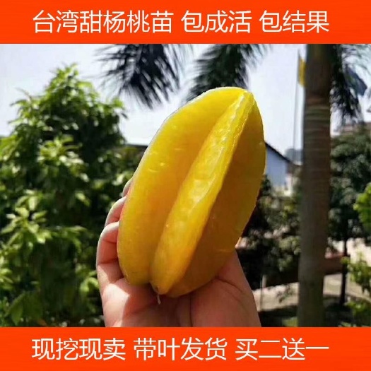 灵山县 杨桃树苗马来西亚杨桃大果当年结果四季果嫁接苗南方果树苗