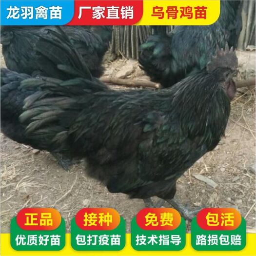 南宁 五黑鸡苗 绿壳蛋鸡苗